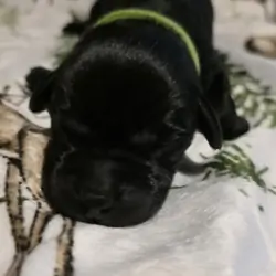 Black Lab puppies