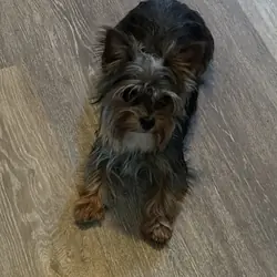 Yorkie