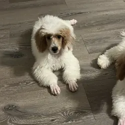 Mini poodle