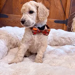 Standard Poodle