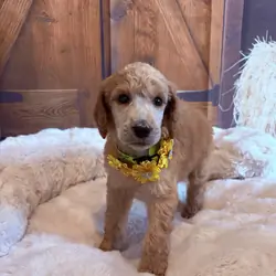 Standard Poodle