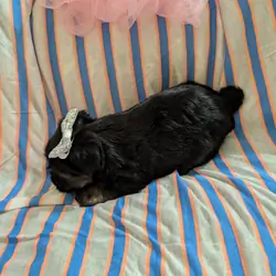 Morkie