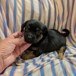 Morkie puppies