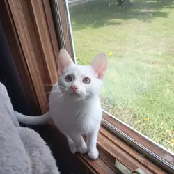 Siamese mix female kitten