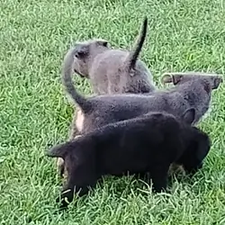 AKC German shepherd puppies