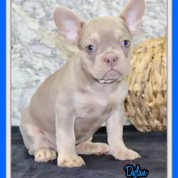 Dylan Male AKC French Bulldog