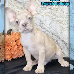 Zack Male AKC French Bulldog