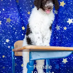 Parti Poodle Puppies ( Standard) 10 weeks old!
