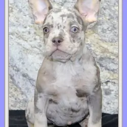 Shelia Female AKC French Bulldog