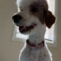 Standard Poodle Angel