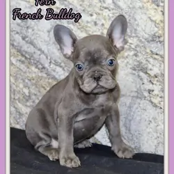 Fern Female AKC French Bulldog