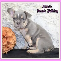 Gloria Female AKC French Bulldog