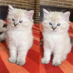 Beautiful  doll-faced Kittens