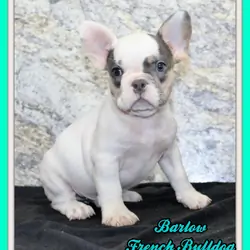 Barlow Male AKC French Bulldog