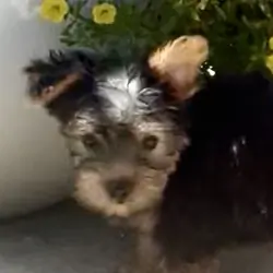 Yorkie Puppies