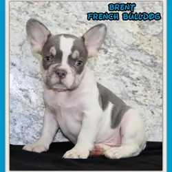 Brent Male AKC French Bulldog