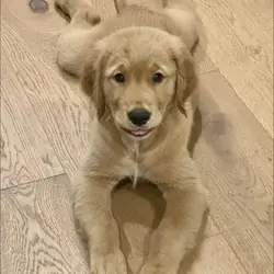 Golden Retriever Puppies