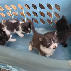 Kittens