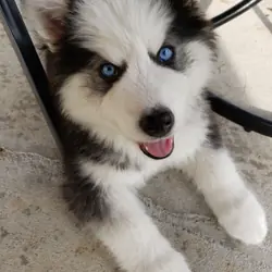 Meltes puppy