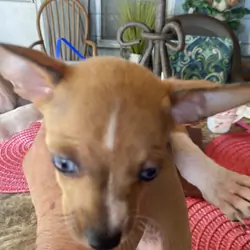 Chihuahua for sale
