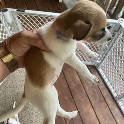 Chihuahuas for sale