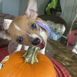Chihuahua w/blue eyes