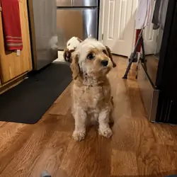 Purebred Cavapoo