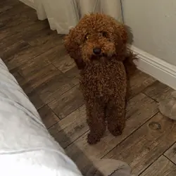 Puppy