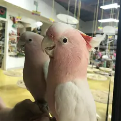 Galah cockatoo parrots for sale!