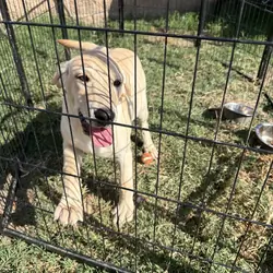 Female Labrador Retriever