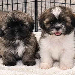 Shih tzu puppies