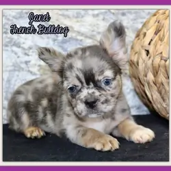 Janet Female AKC Fluffy French Bulldog