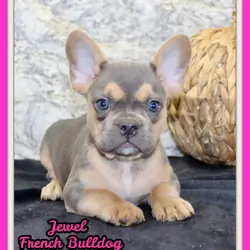 Jewel Female AKC French Bulldog