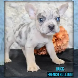 Huck Male AKC French Bulldog