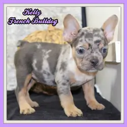 Kelly Female AKC French Bulldog