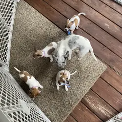 Adorable Chihuahuas