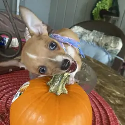 Adorable Chihuahuas