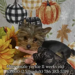 MICRO YORKIE MALE