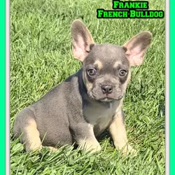 Frankie Male AKC French Bulldog