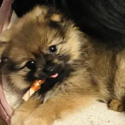 Purebred Pomeranian Puppies