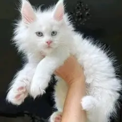 female Maincoon kitten