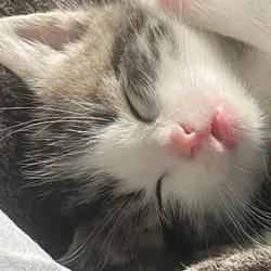 Kittens to good home