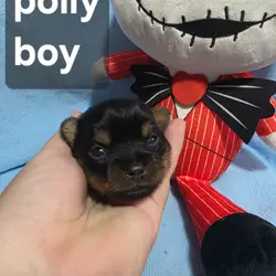 Tiny Yoranian puppies