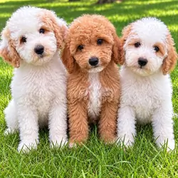 Miniature poodle puppies
