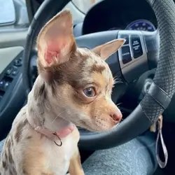 chihuahua puppy ready for free adoption