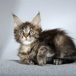 Maine Coon Kittens
