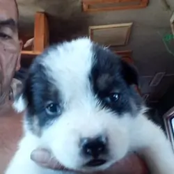 Puppies