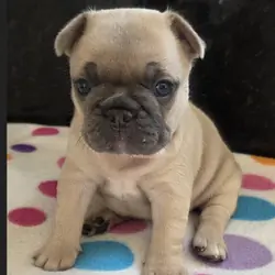 💕 Your Future Best Friend Is Here! 🐾