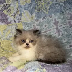Ragamuffin