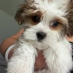Puppy